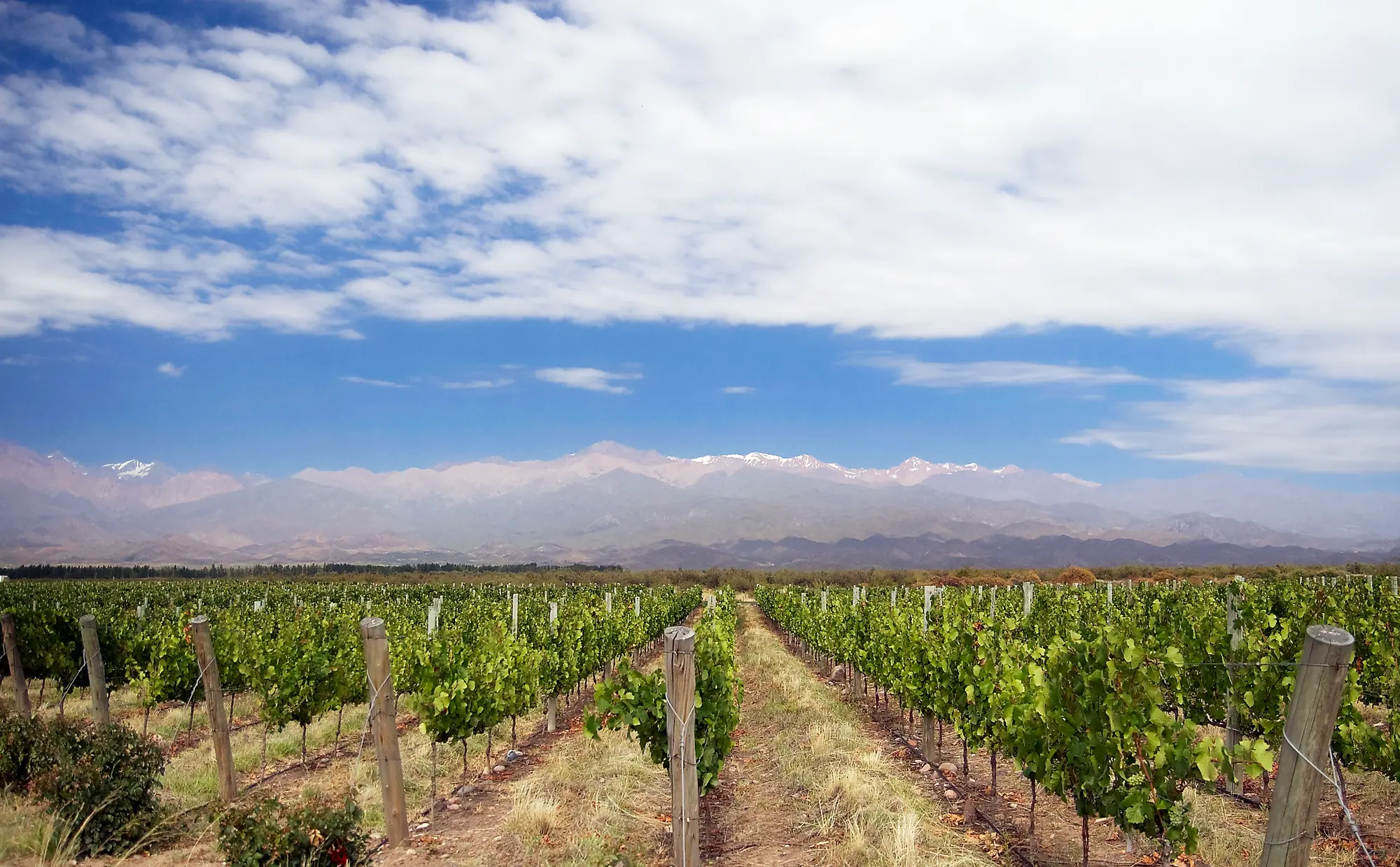 Viñedos de Mendoza frente a la cordillera de los Andes